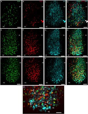 Phenotyping of light-activated neurons in the mouse SCN based on the expression of FOS and EGR1